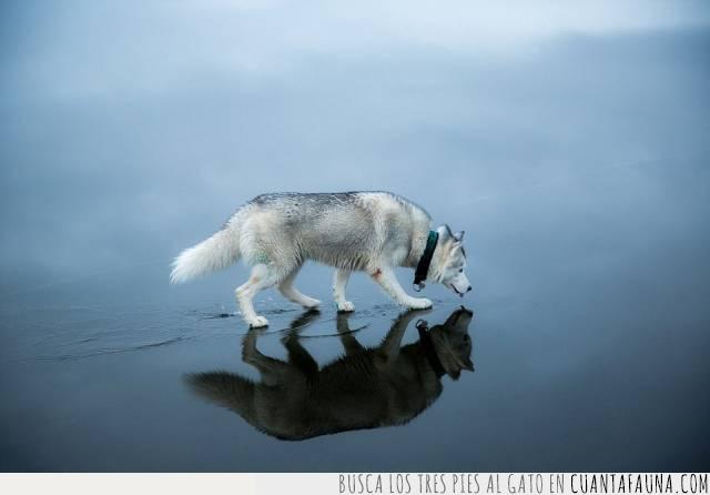 espejo,agua,reflejo,foto,hermoso,perro,husky,lago