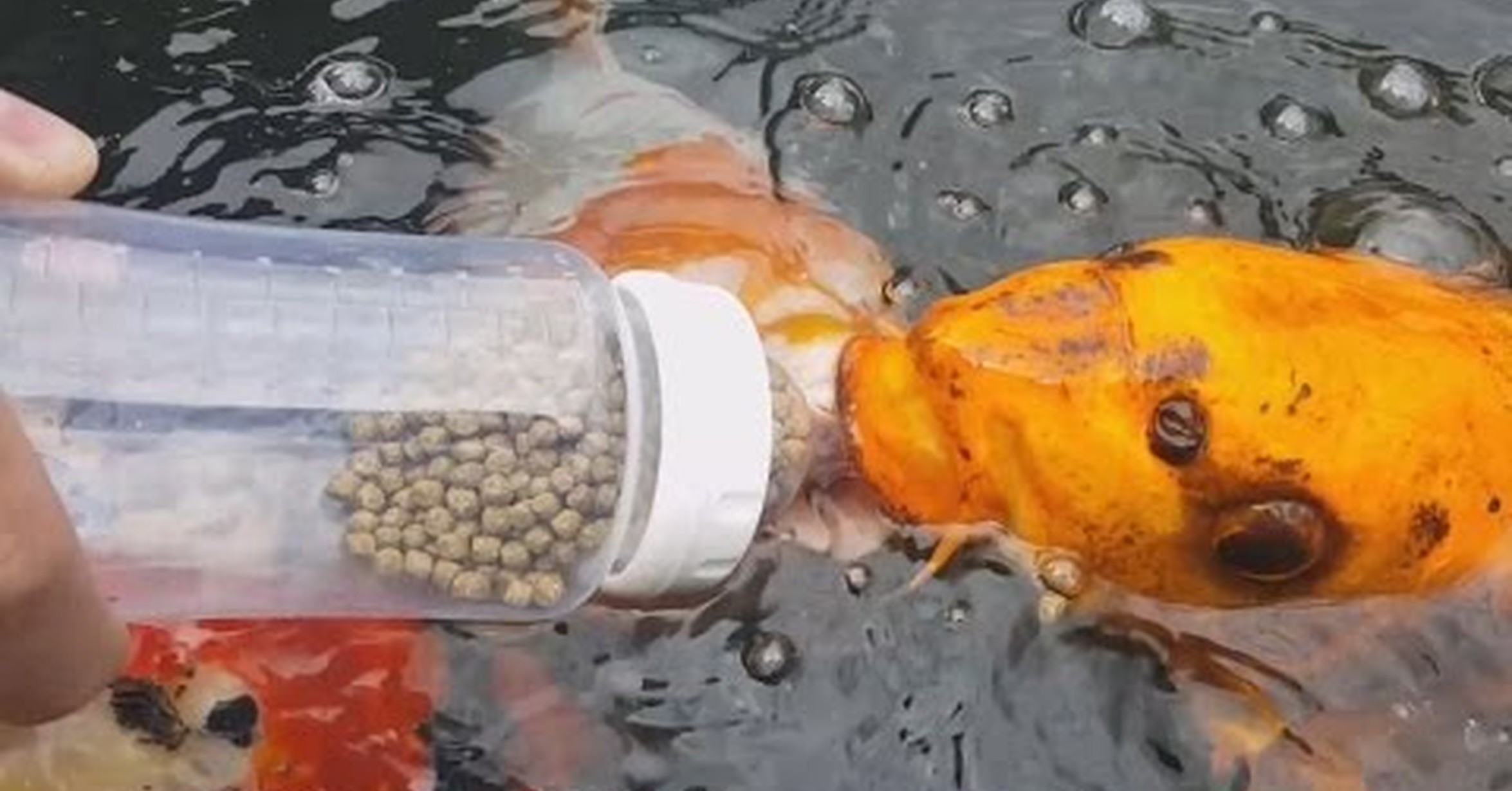 Как научить рыбку трюкам. Do tricks. Еда для детей. Как научить рыбку петушка прыгать через кольцо. Карп кои кормление.