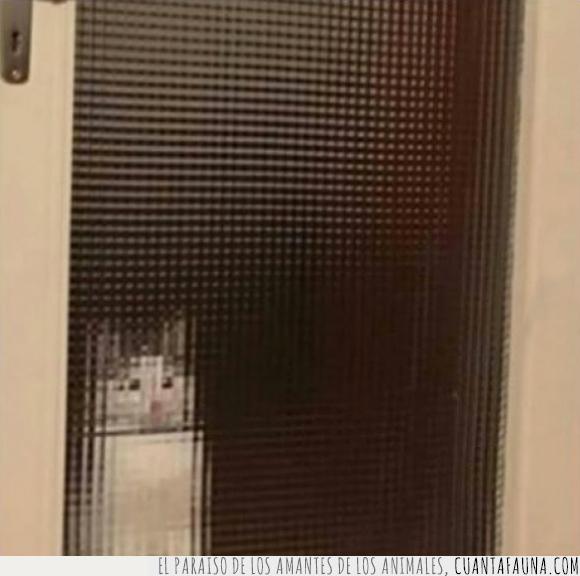 8bit,gato,hd,ilusion,pixelado,puerta