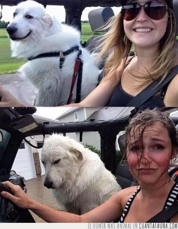 agua,coche,descapotable,lluvia,mojada,mujer,perro