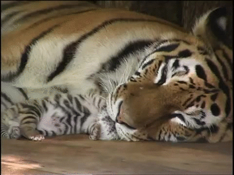 adorable,cachorro,hoy,siesta,tigre