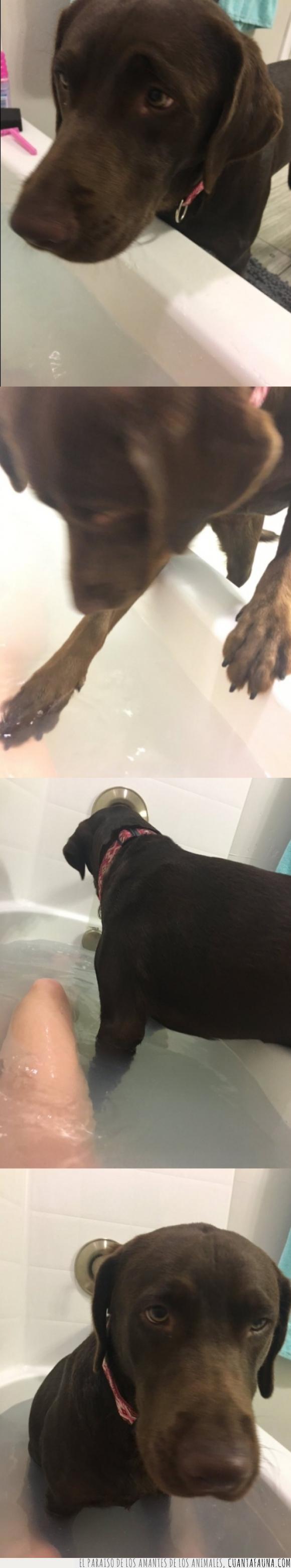 agua,bañar,bañera,compañía,mascota,meter,perra,perro