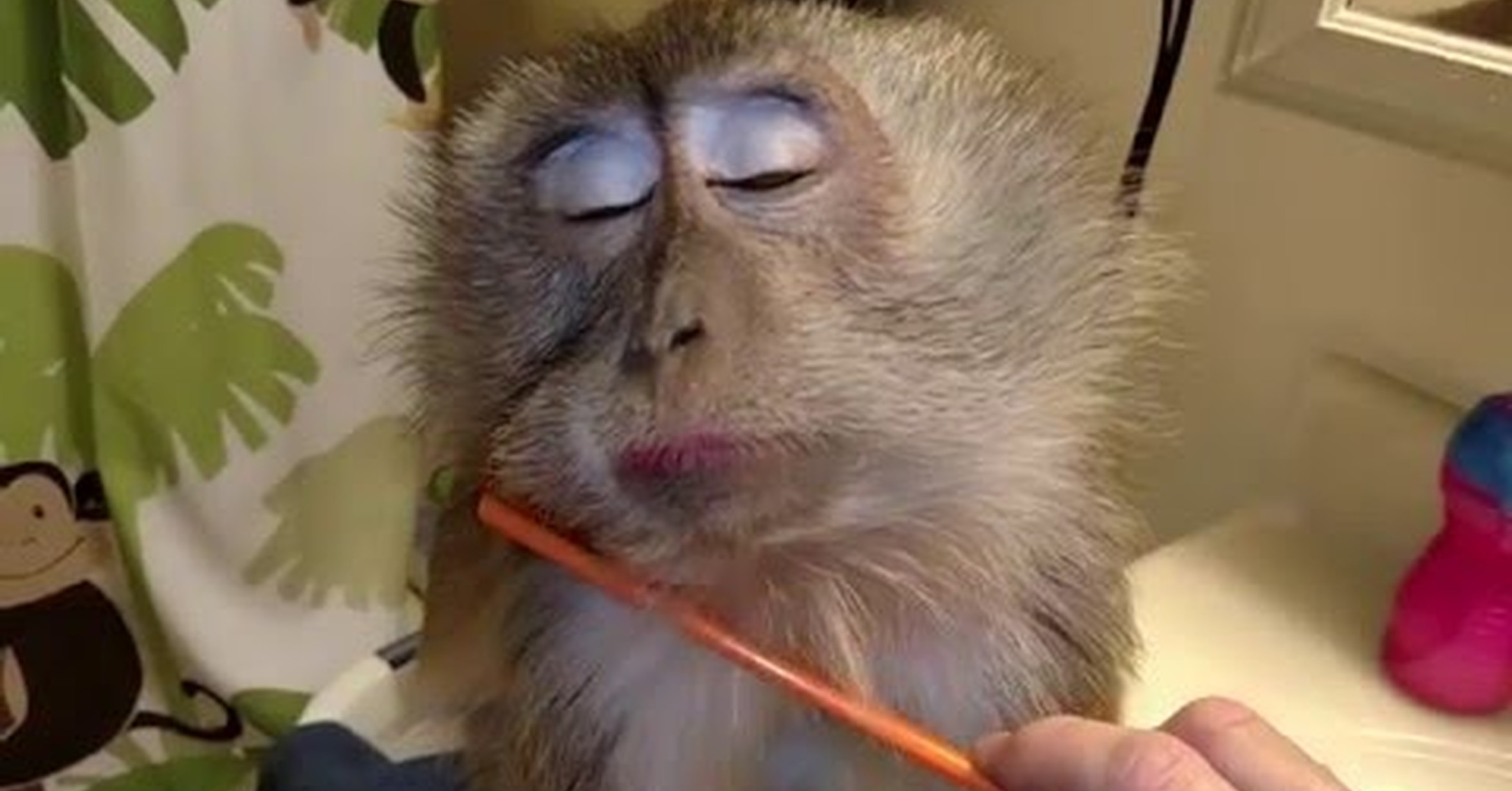 накрашенная мартышка. гламурная мартышка. накрашенная обезьяна. накрашенная мартышка. накрашенная мартышка.