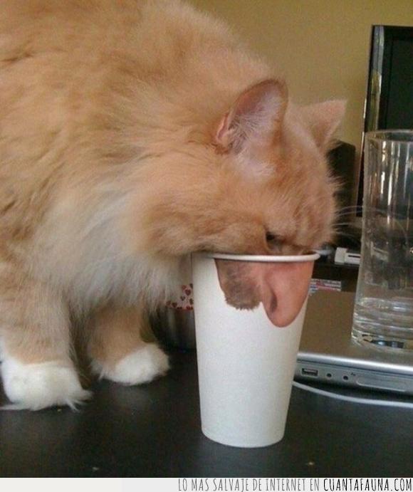 beber,boca,gato,nariz,vaso