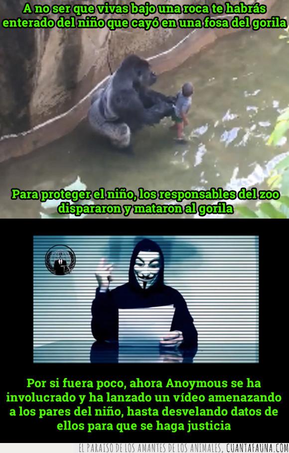 anonymous,gorila,niño,zoo