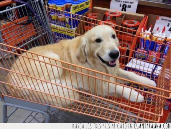 carro de la compra,perro,supermercado