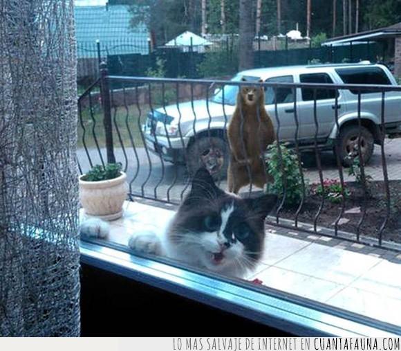 gato,oso,peligro,pidiendo ayuda,ventana
