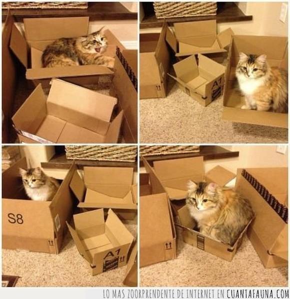 cajas,decidir,decisión,gato
