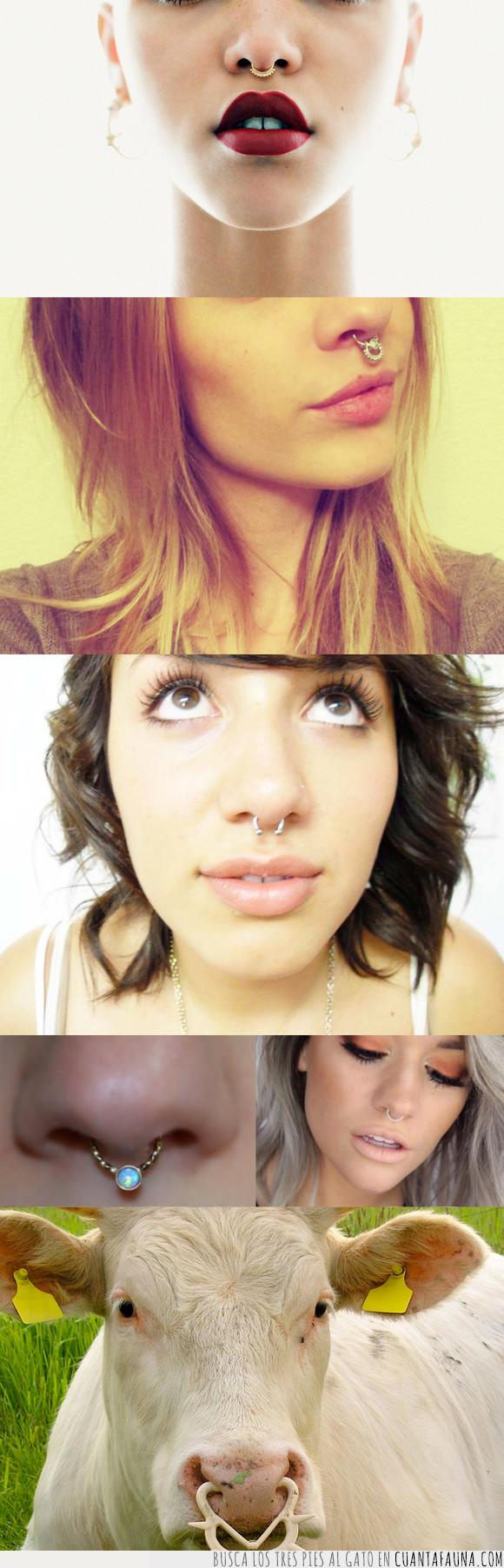pic Vaca Con Piercing cuanta fauna busqueda de piercing en cf