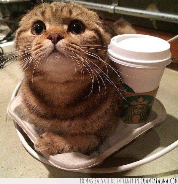 gato,café,azúcar,sobre,para llevar,starbucks