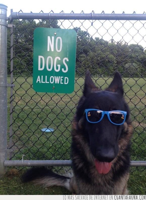 cartel,gafas,matón,no dogs allowed,perro