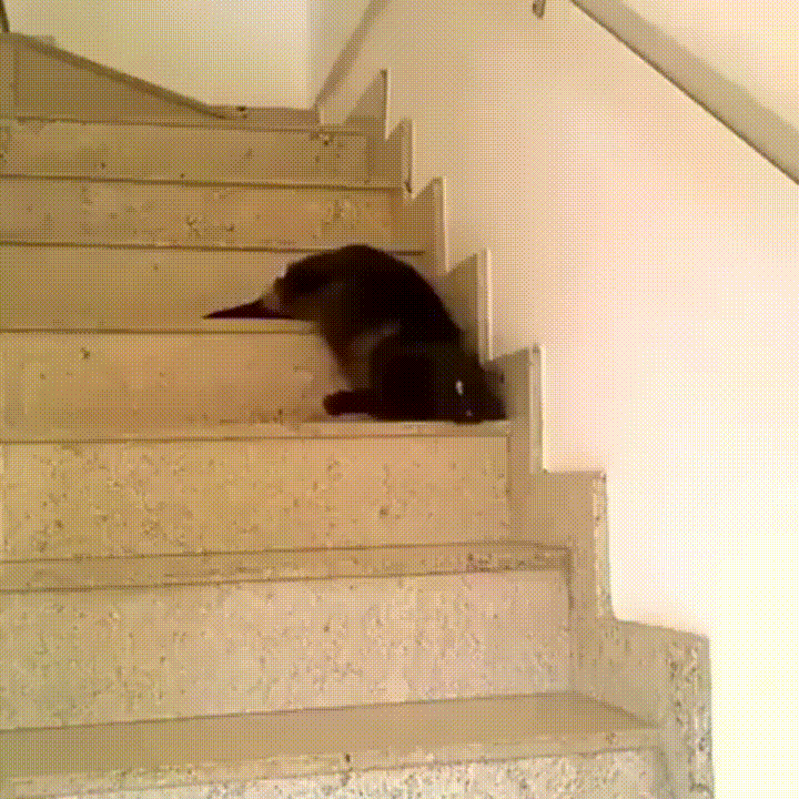 bajar,escaleras,gato,pocas ganas