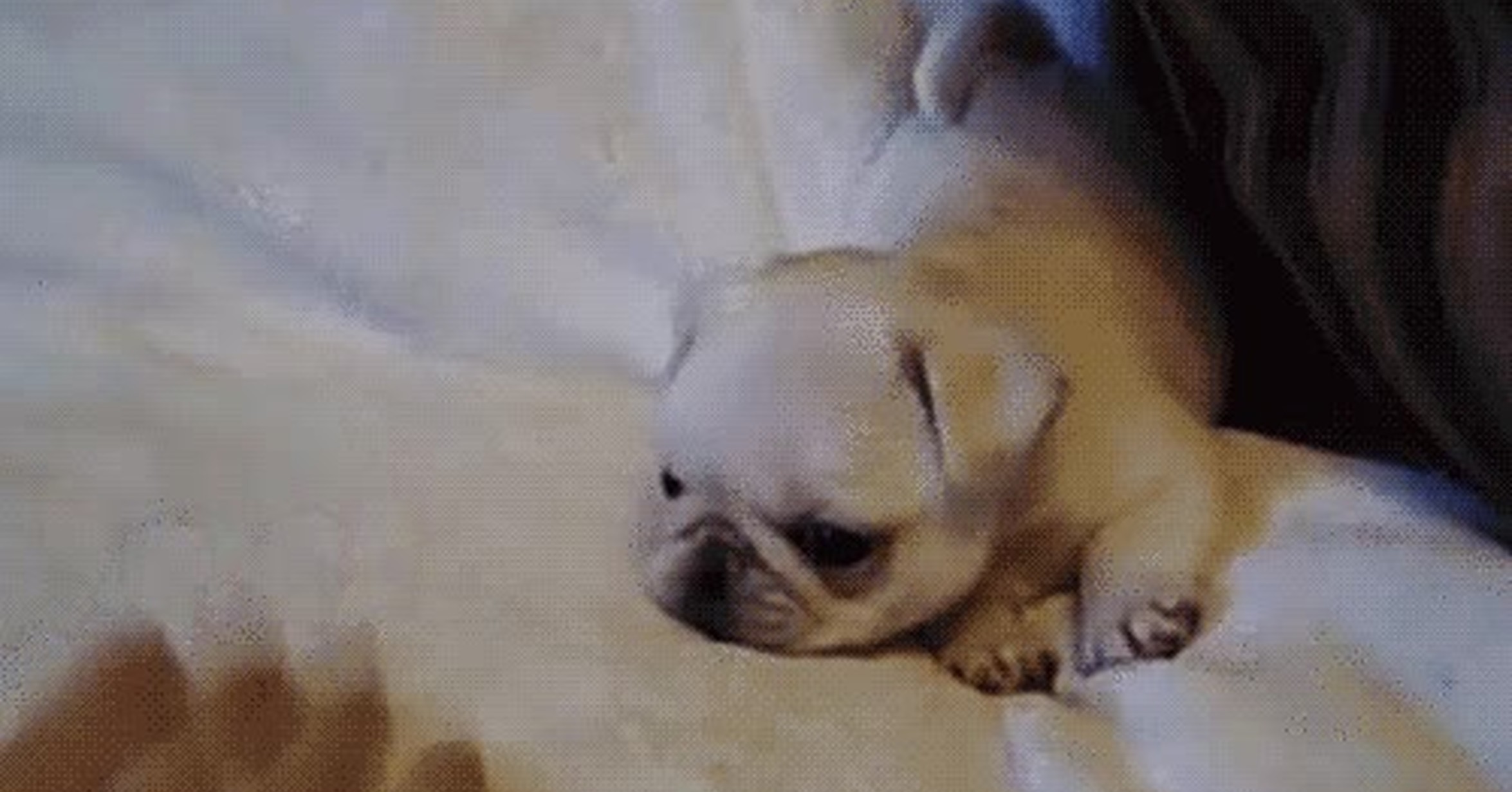 щенок упал с кровати