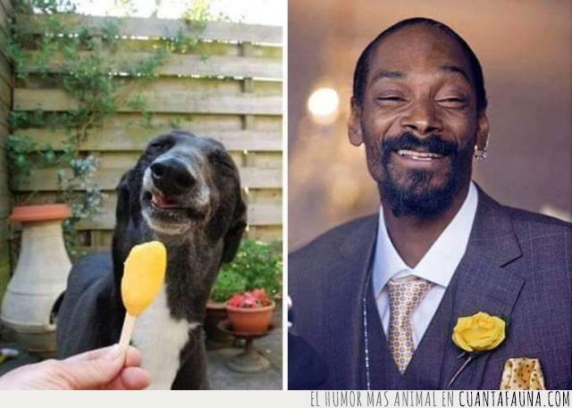 Snoop Dogg,parecido,perro,cara,rap,música