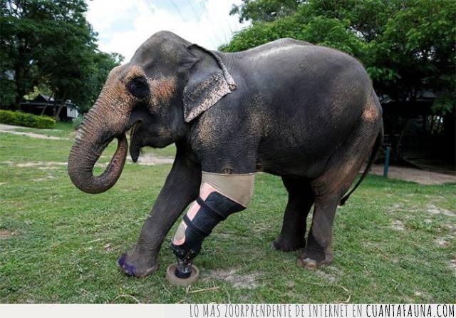 elefante,prótesis,pata,superviviente