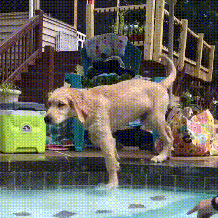 don,extraño,perro,piscina,resbalar
