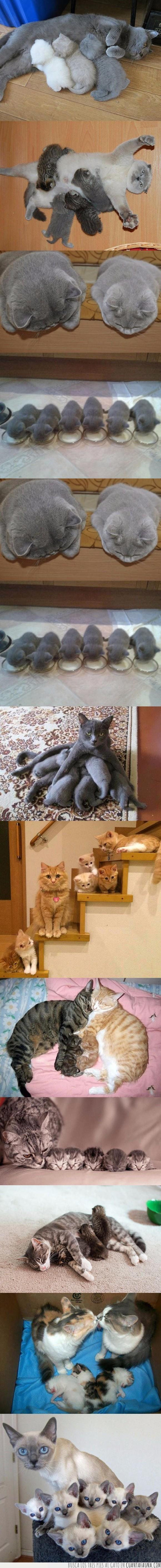 familias,gatitos,gatos