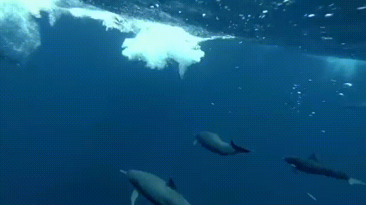 delfines,impresionante,manada,nadar