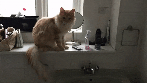 gato,baño,tirar,pata,jabón