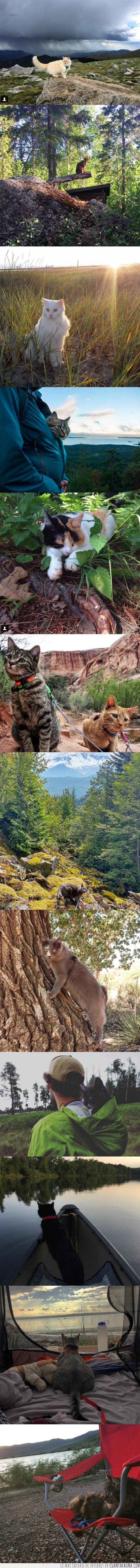 camping,gatos,pasear