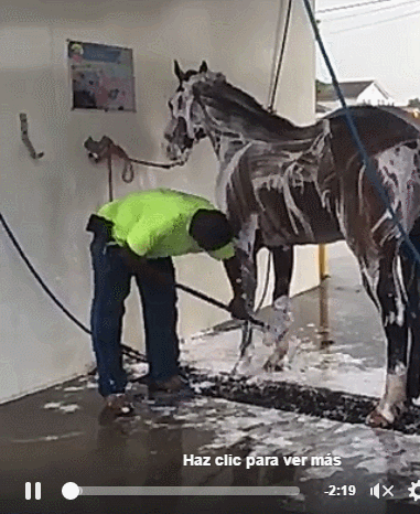 caballo,Mustang,cotxe,lavar,agua,jabón