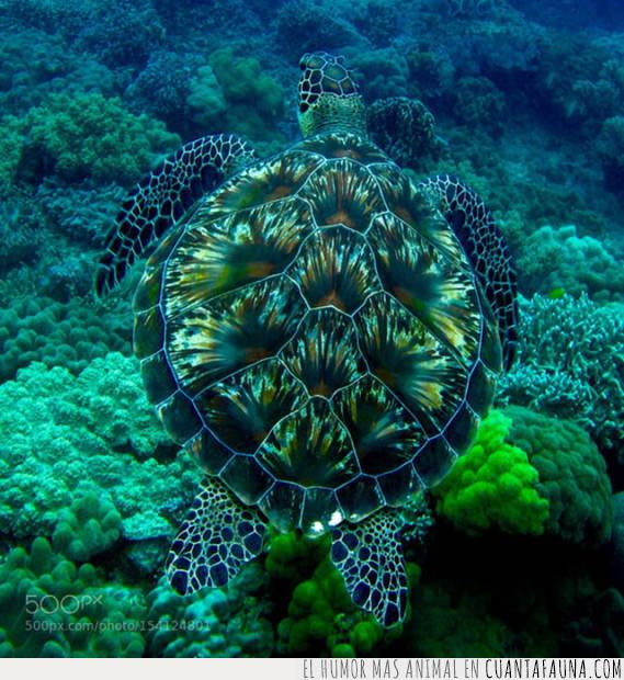 tortuga,mar,belleza,submarina,azul,verde,caparazón