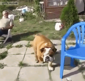bulldog,elegante,estilo,perro,sentar,silla