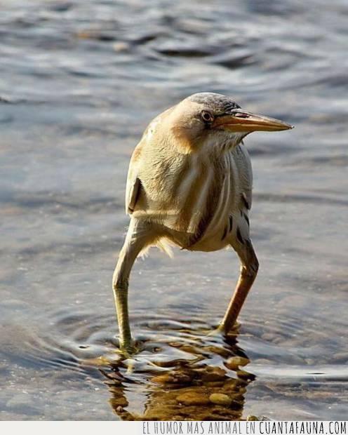 frío,agua,piernas,río,piscina,playa