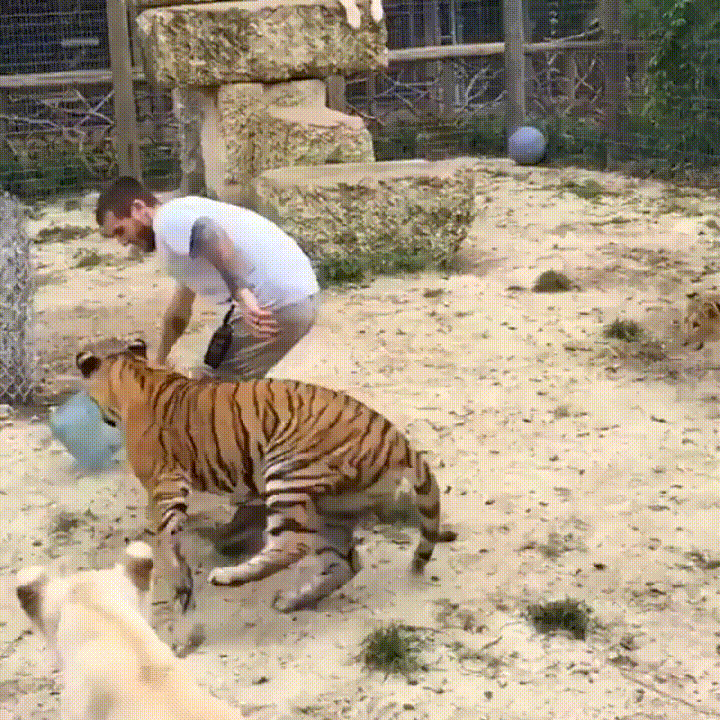 comportar,gato,salto,tigre
