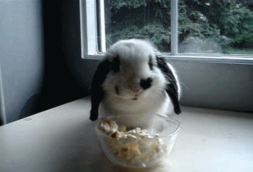 comida,comiendo,conejo