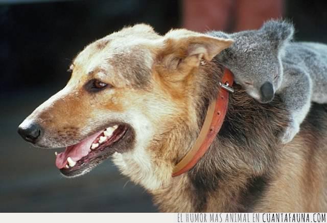 koala,Australia,perro,transporte,confianza,seguridad