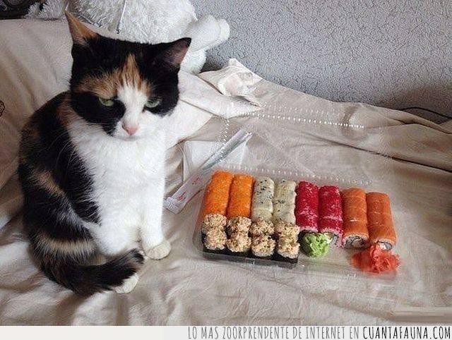 gato,sushi,pescado,comida,gusto,disgusto