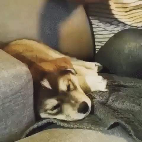 perro,sueño,hoy no me puedo levantar