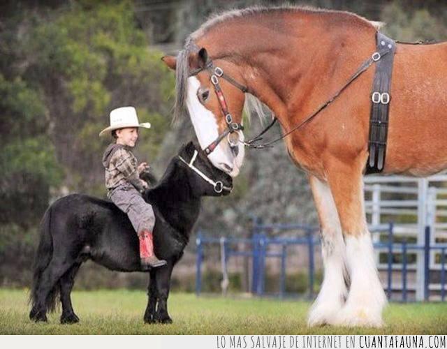 caballo,pony,tamaño,medida,compañero,respeto
