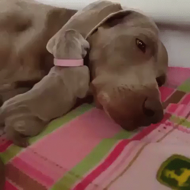 perro,cachorro,madre,manta,sueño