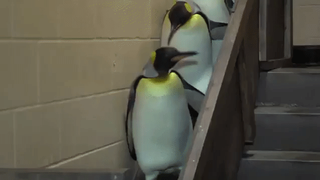 pingüinos,escaleras