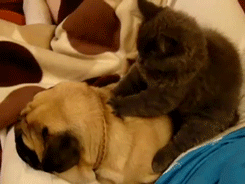 perro,gato,masaje