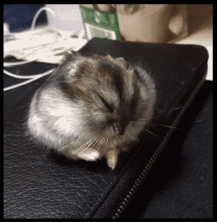 hamster,sueño cute