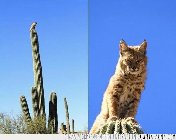 cactus,desierto,gatomontes,lince