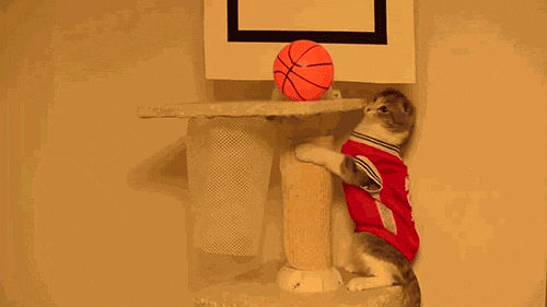 gato,baloncesto