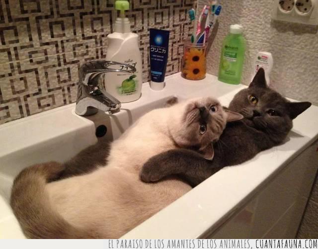 gato,lavabo,baño,pareja,sauna,gusto