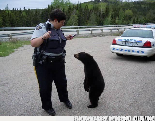 oso,policía,multa,coche,sorpresa,expresión