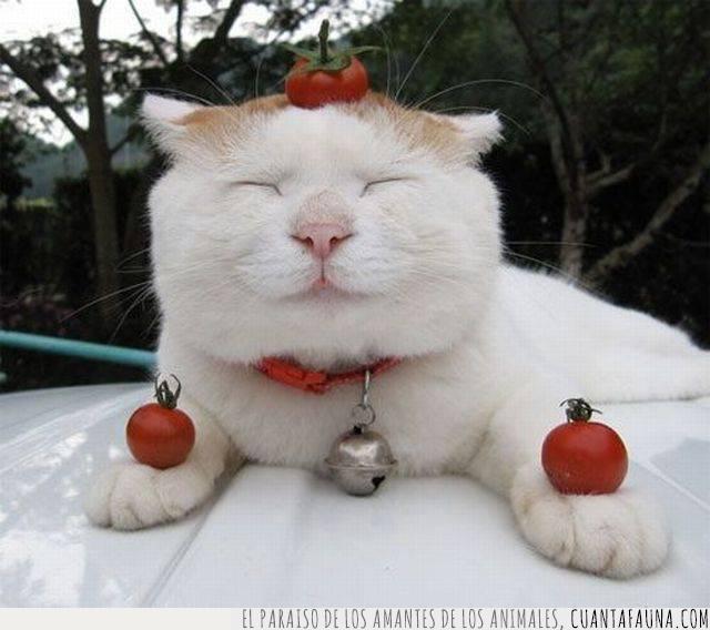 gato,tomate,placer,gusto,cara
