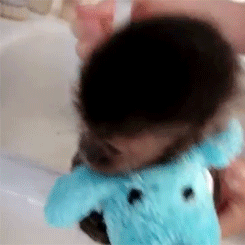 mono,bebe,baño
