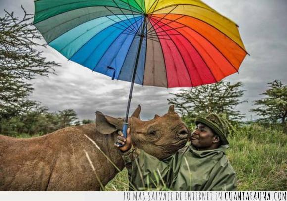 beso,paraguas,parasol,rinoceronte,sombrilla