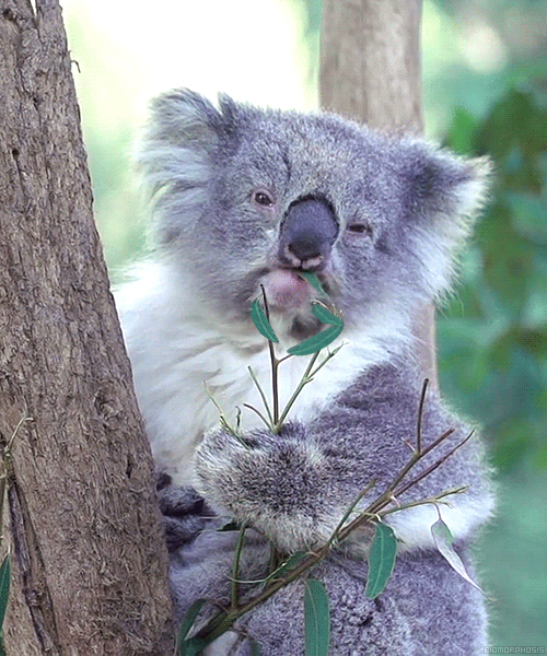 koala,comiendo,aburrido