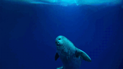 feliz,foca,mar