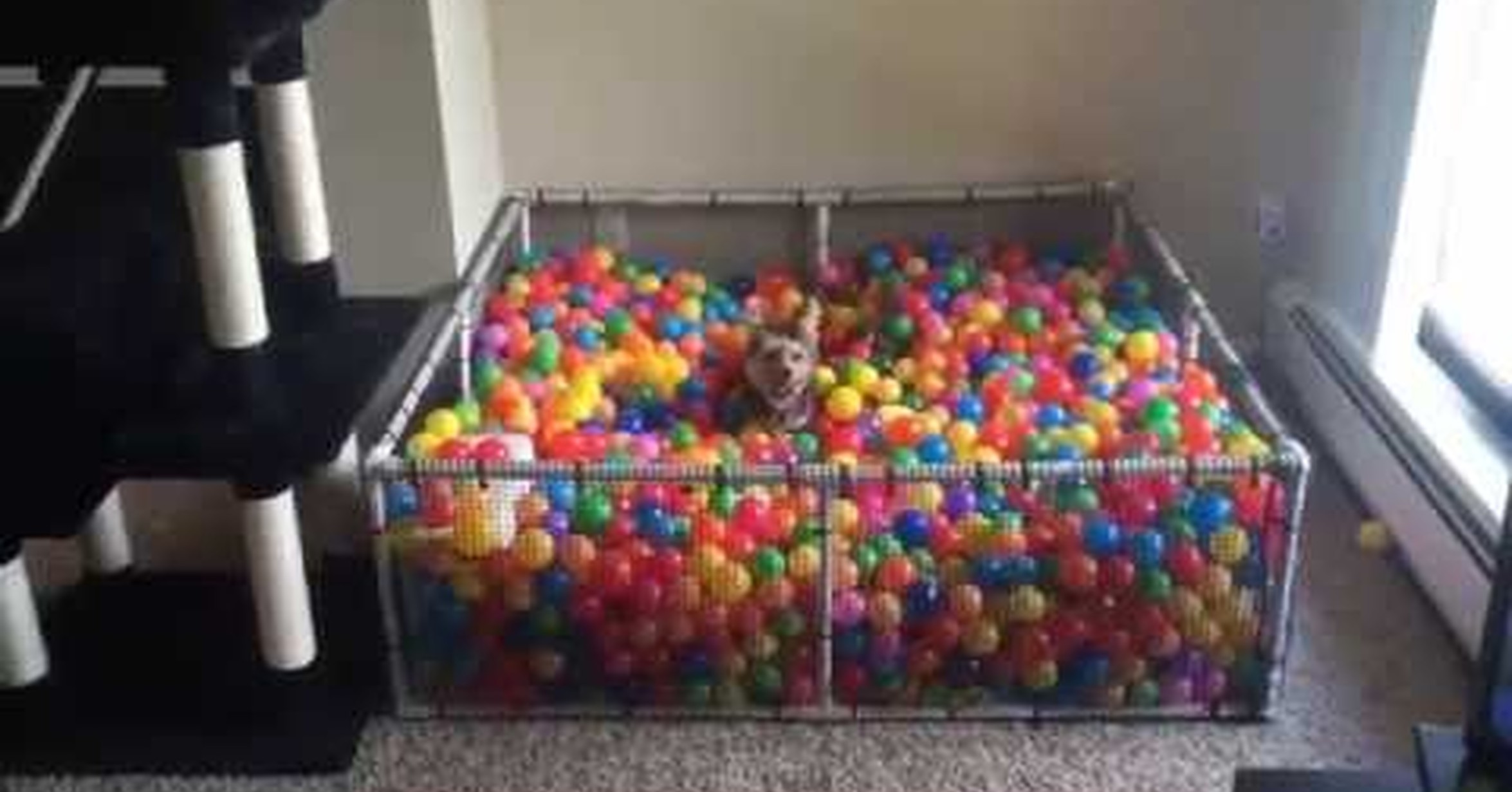 perrito es lanzarse a su piscina de bolas