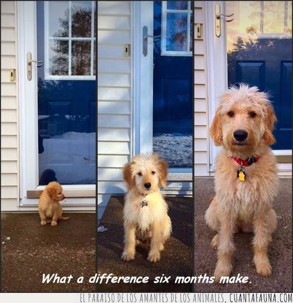 cachorro,casa,crecer,meses,perro,puerta,seis