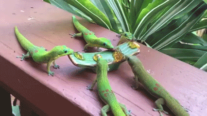 gecko,comer,monos